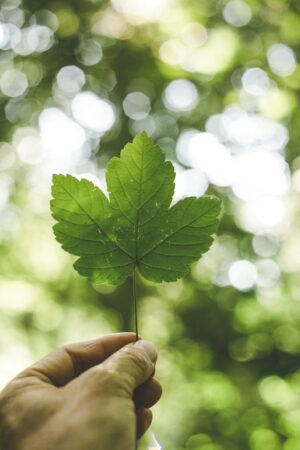 environnement Environnement